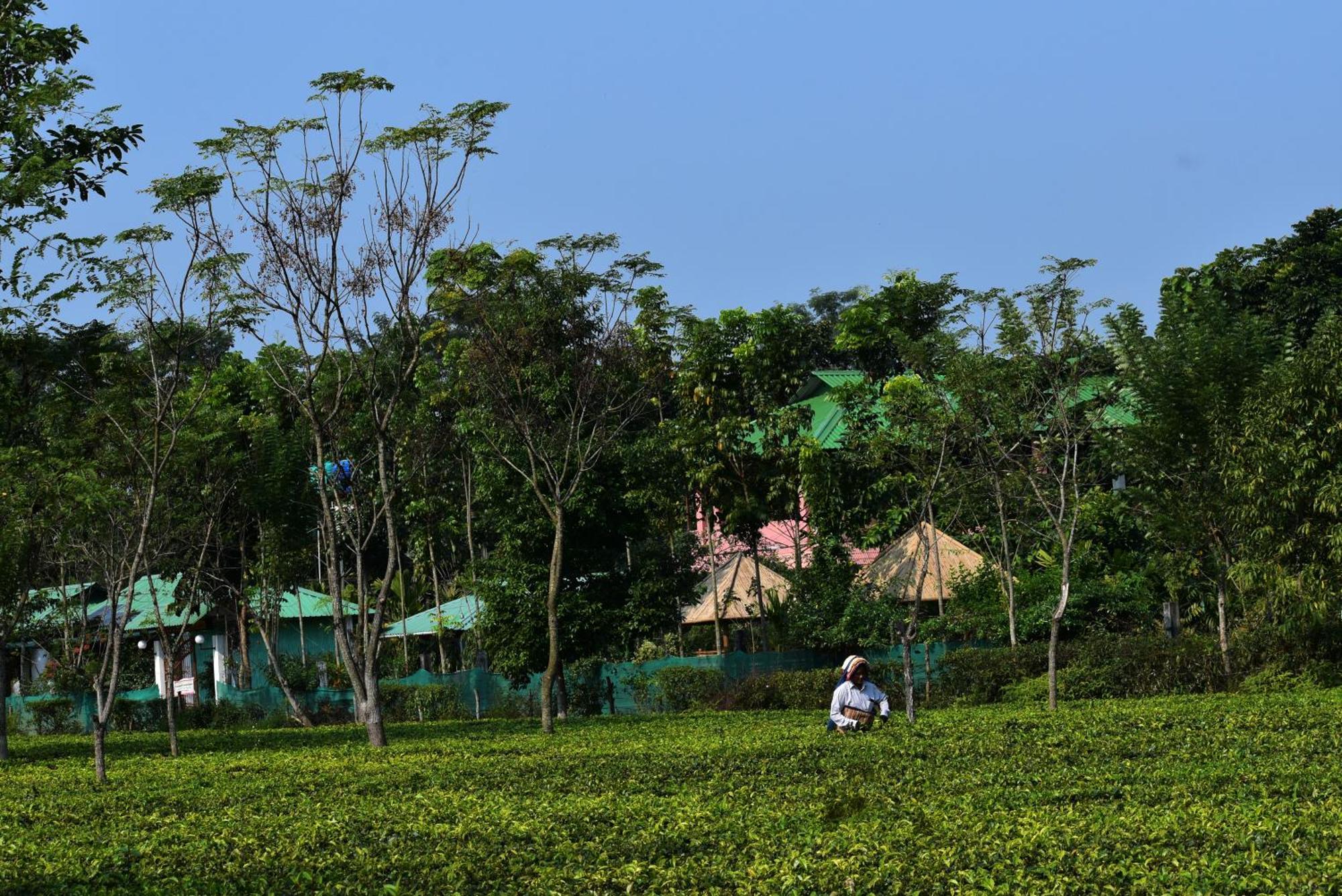 Grasshopper Jungle Queen Resort Chālsa 外观 照片